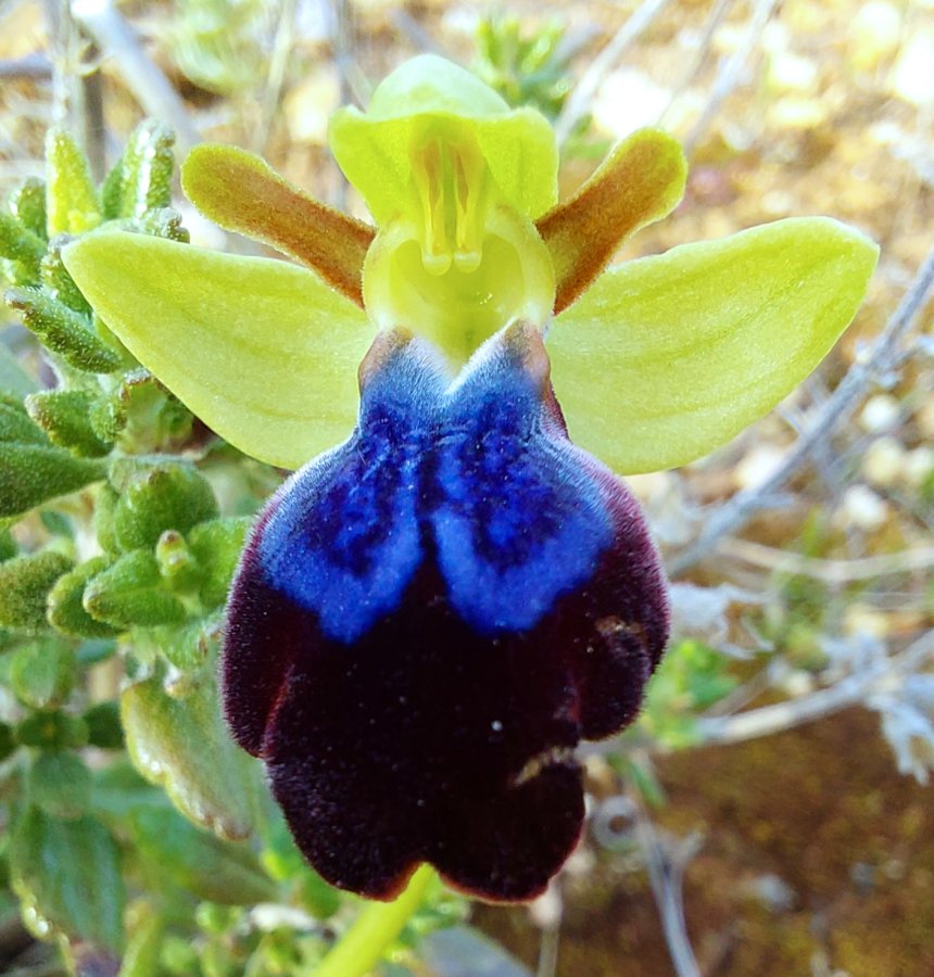 Prime Ophrys a Chios - Egeo orientale