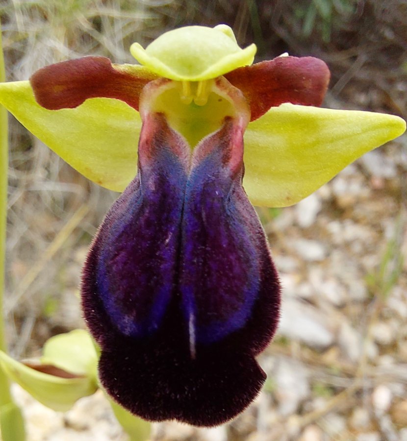 Prime Ophrys a Chios - Egeo orientale