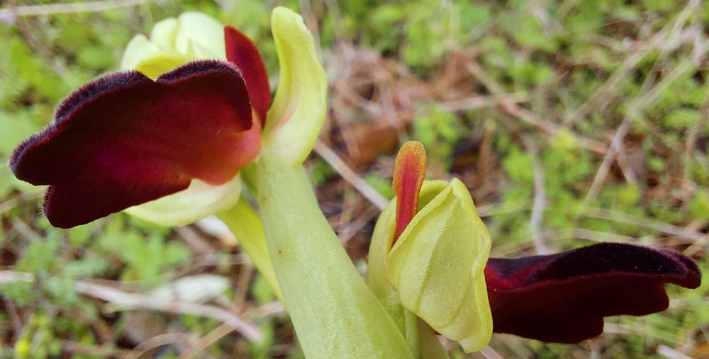 Prime Ophrys a Chios - Egeo orientale