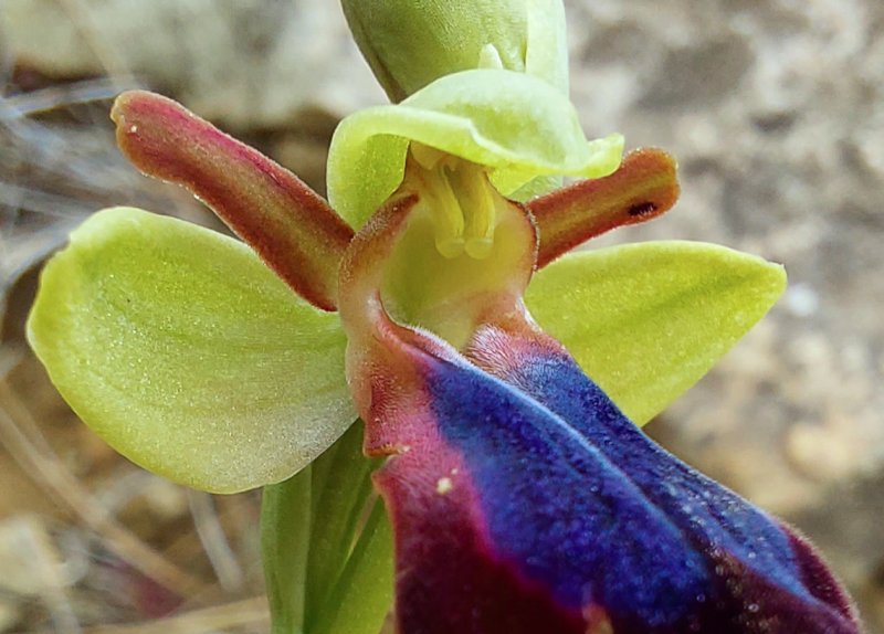 Prime Ophrys a Chios - Egeo orientale