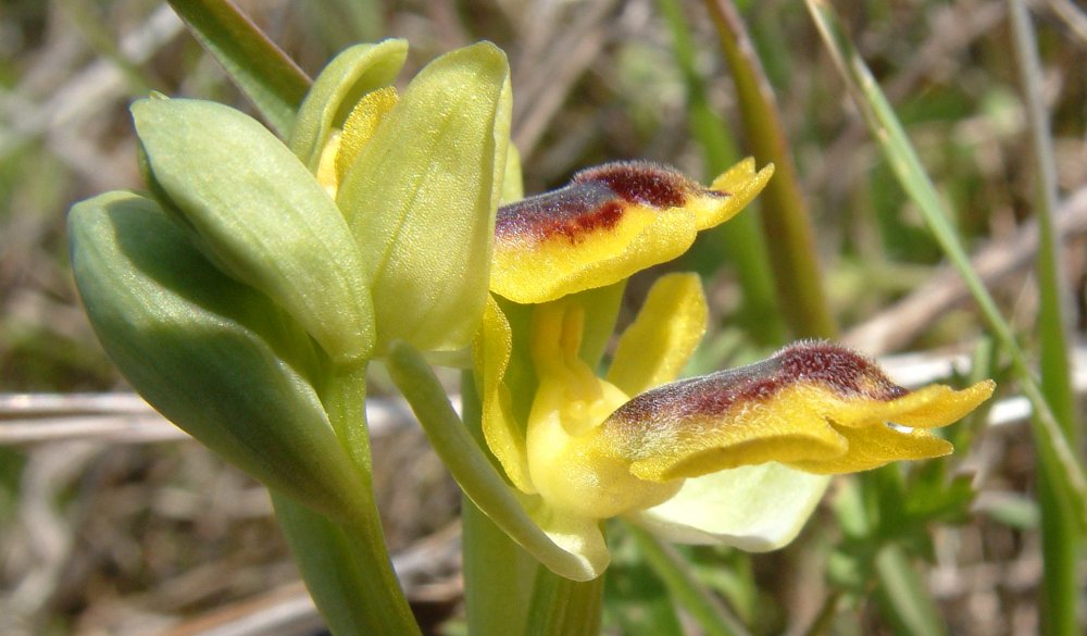 Prime Ophrys a Chios - Egeo orientale