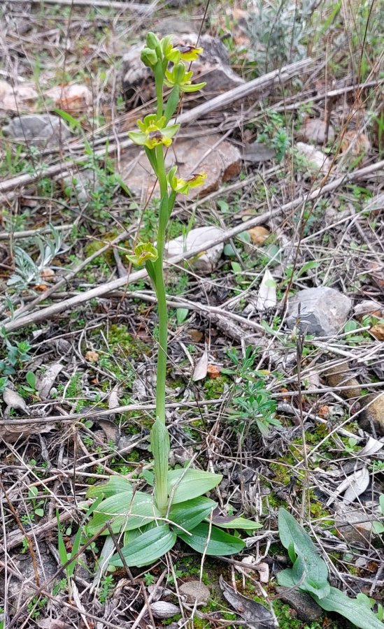 Prime Ophrys a Chios - Egeo orientale