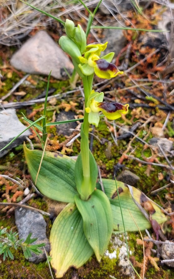 Prime Ophrys a Chios - Egeo orientale