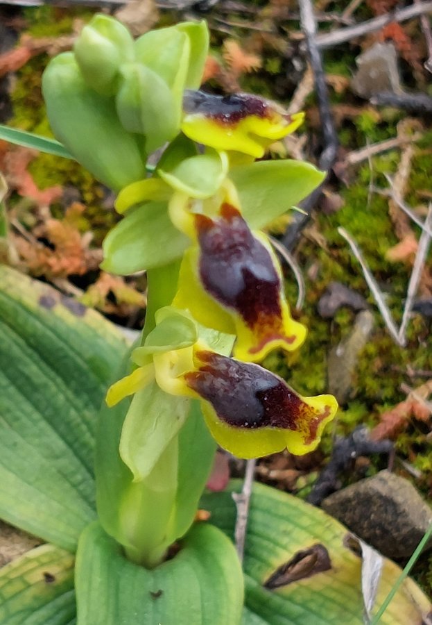 Prime Ophrys a Chios - Egeo orientale