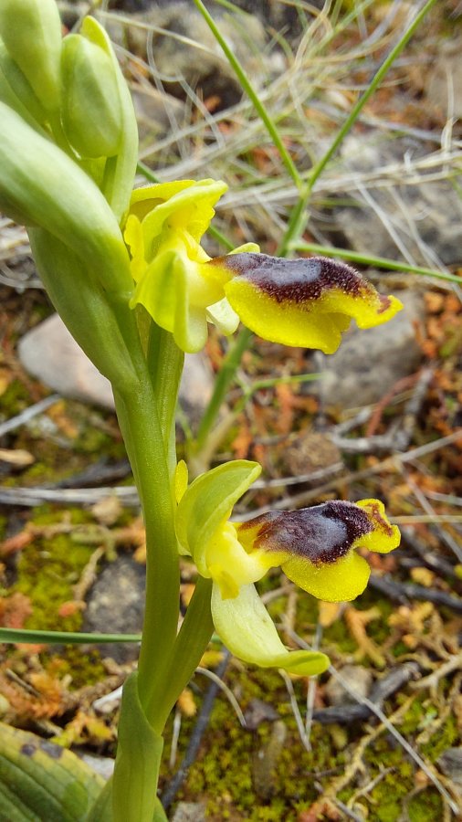 Prime Ophrys a Chios - Egeo orientale