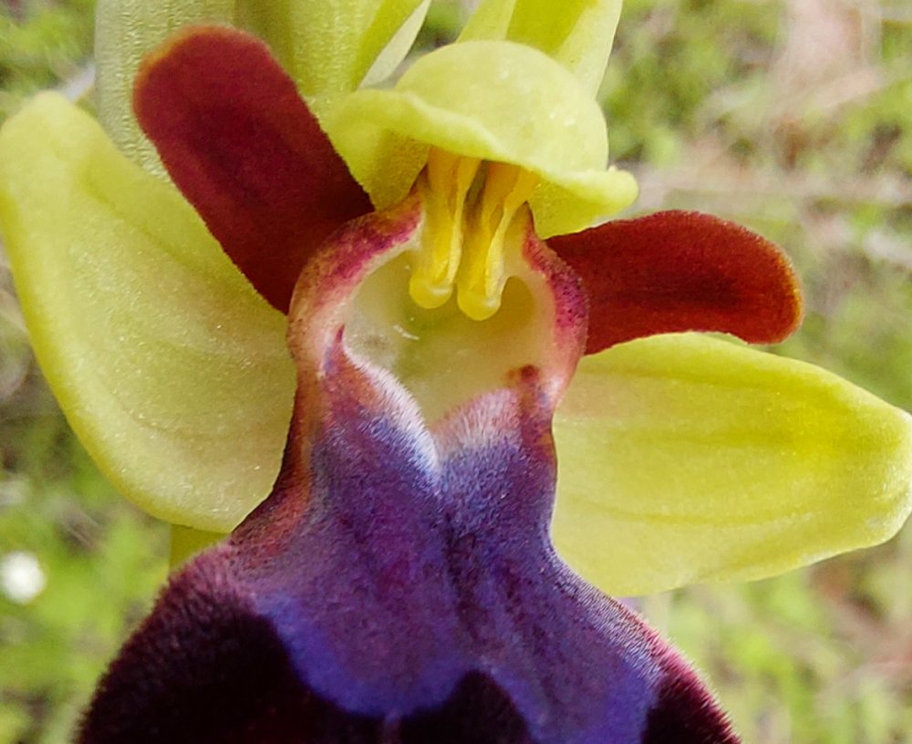 Prime Ophrys a Chios - Egeo orientale