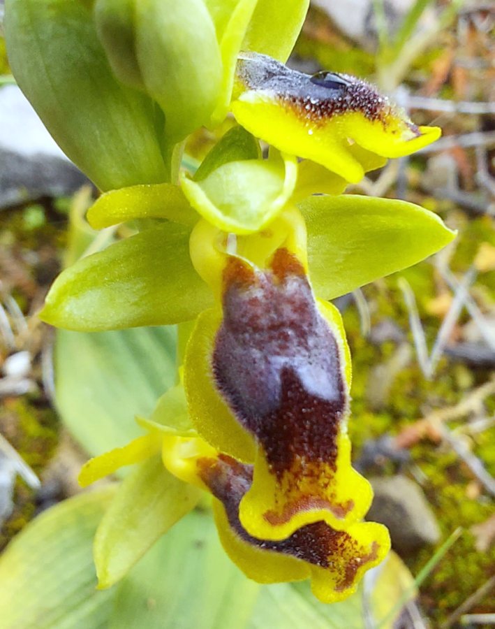 Prime Ophrys a Chios - Egeo orientale