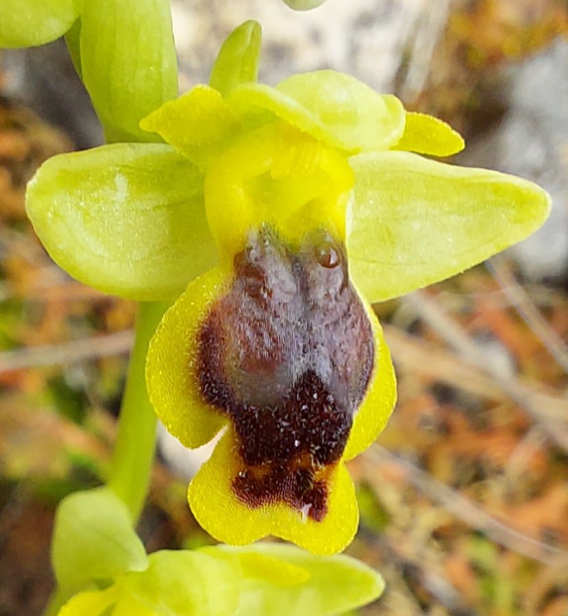 Prime Ophrys a Chios - Egeo orientale