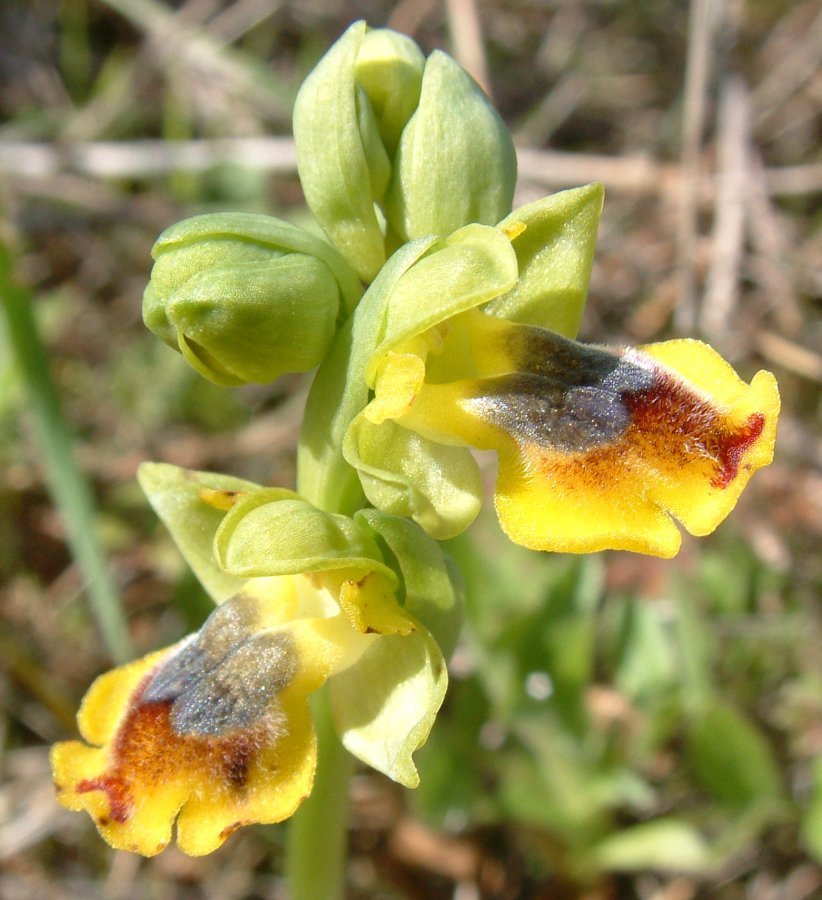 Prime Ophrys a Chios - Egeo orientale