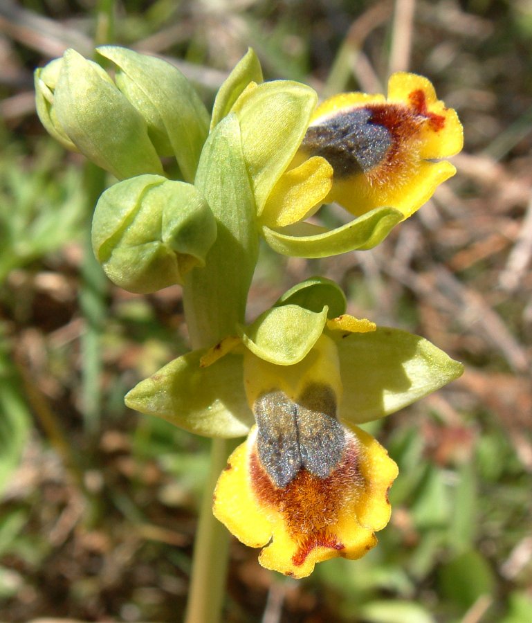 Prime Ophrys a Chios - Egeo orientale