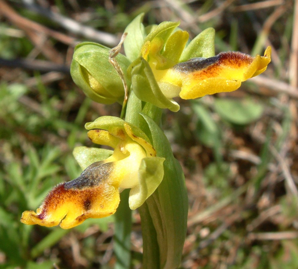 Prime Ophrys a Chios - Egeo orientale