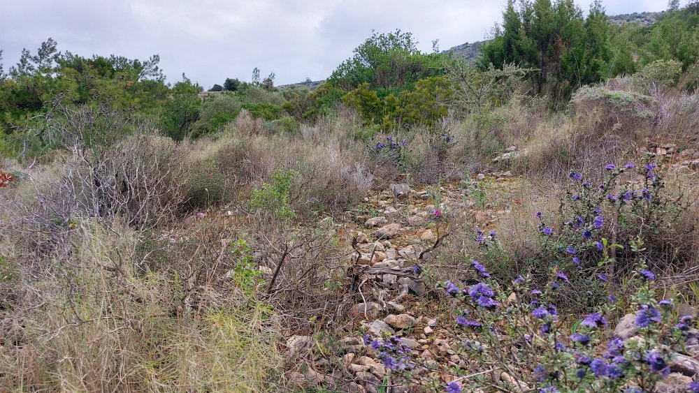 Prime Ophrys a Chios - Egeo orientale