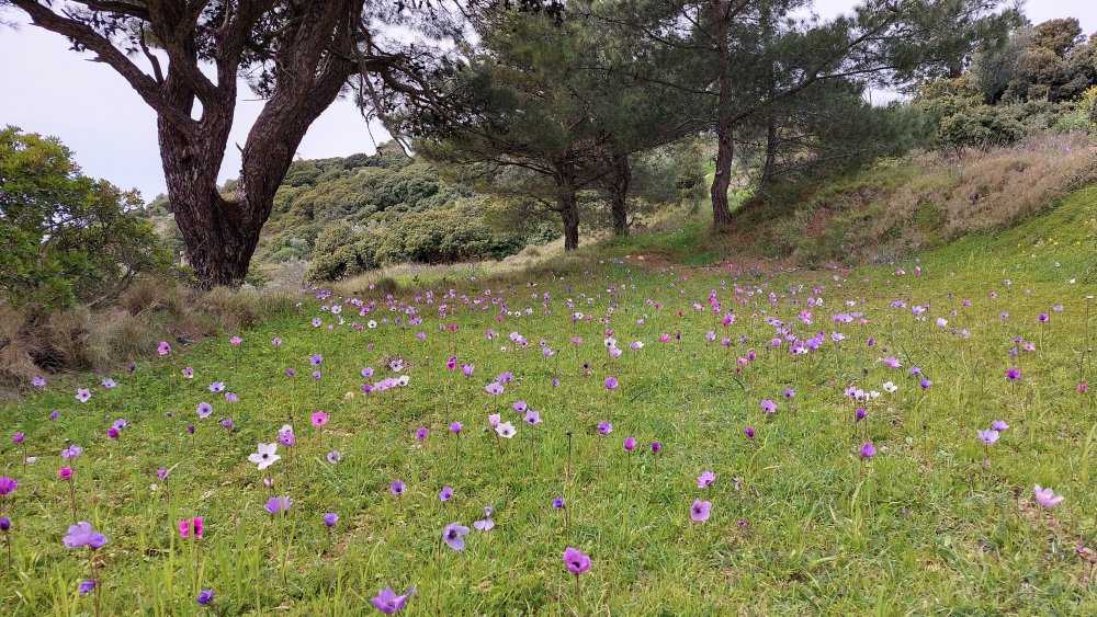 Prime Ophrys a Chios - Egeo orientale