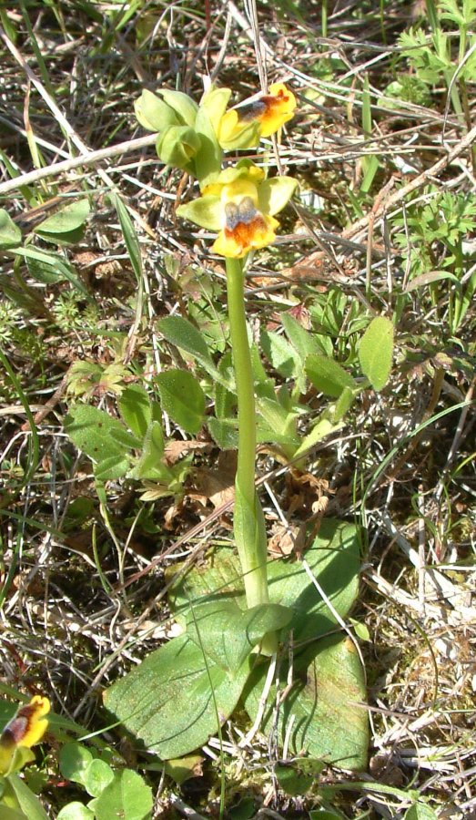 Prime Ophrys a Chios - Egeo orientale