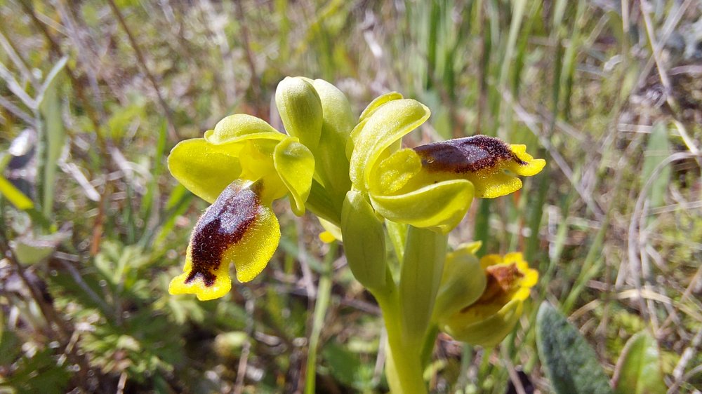 Prime Ophrys a Chios - Egeo orientale