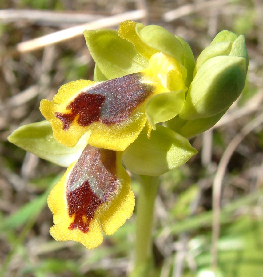 Prime Ophrys a Chios - Egeo orientale