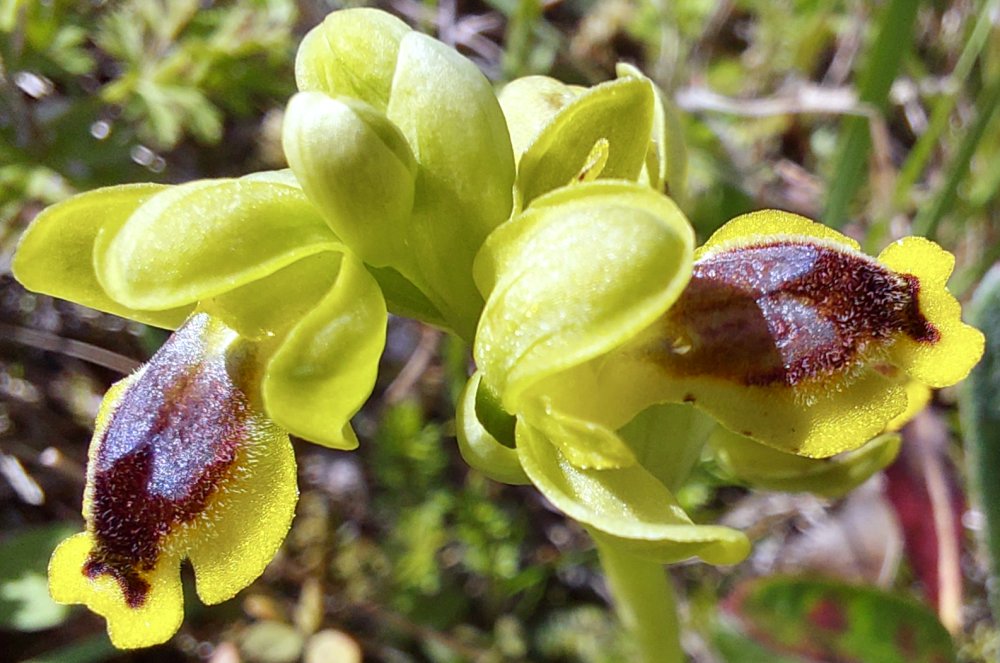 Prime Ophrys a Chios - Egeo orientale