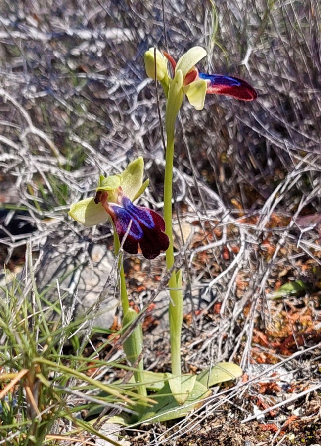 Prime Ophrys a Chios - Egeo orientale - Seconda parte
