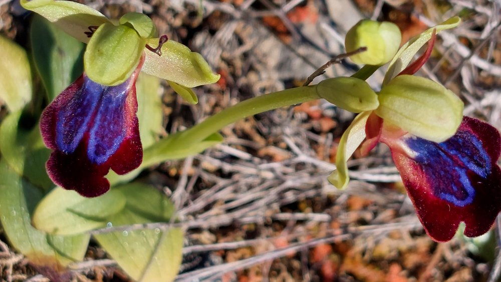 Prime Ophrys a Chios - Egeo orientale - Seconda parte