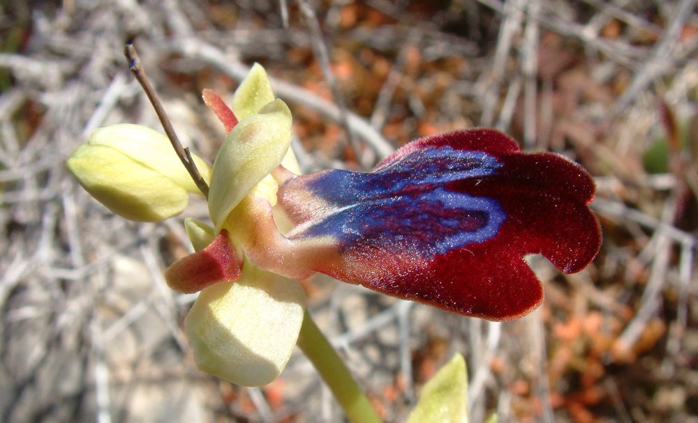 Prime Ophrys a Chios - Egeo orientale - Seconda parte
