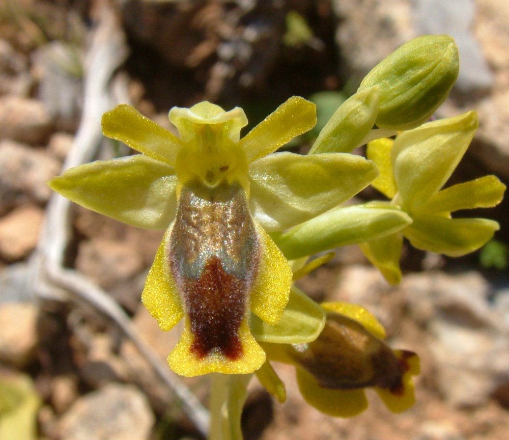 Prime Ophrys a Chios - Egeo orientale - Seconda parte