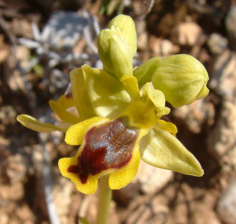 Prime Ophrys a Chios - Egeo orientale - Seconda parte