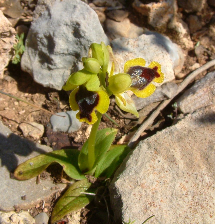 Prime Ophrys a Chios - Egeo orientale - Seconda parte