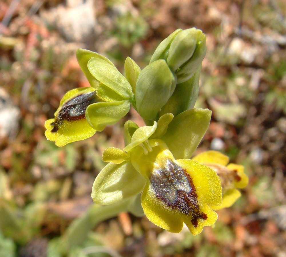 Prime Ophrys a Chios - Egeo orientale - Seconda parte