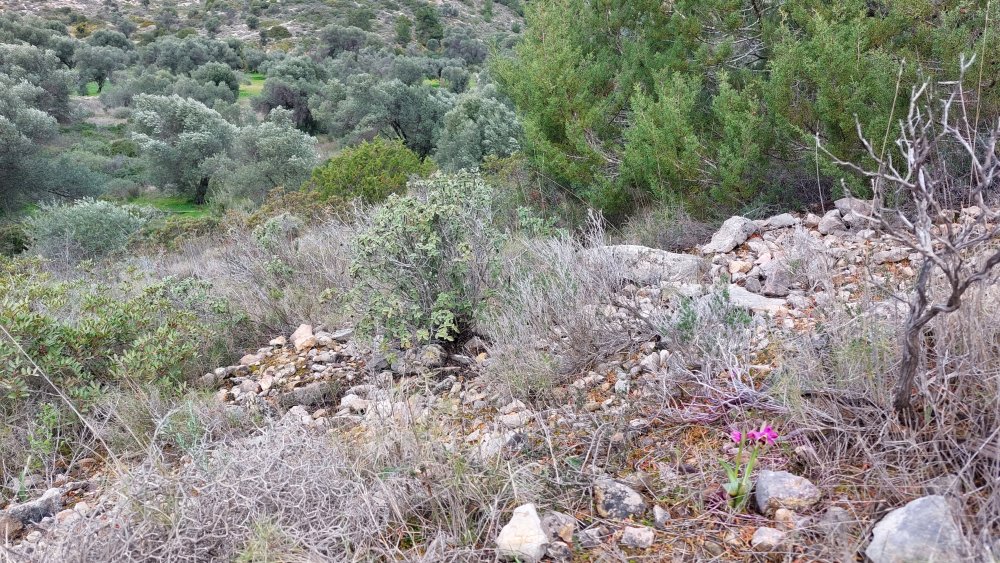 Prime Ophrys a Chios - Egeo orientale - Seconda parte
