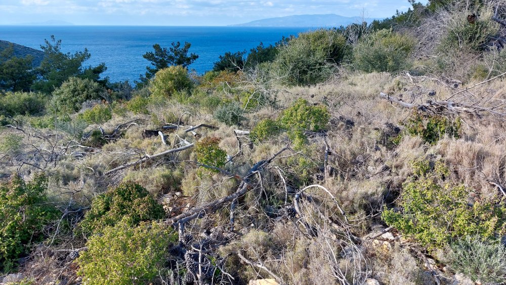 Prime Ophrys a Chios - Egeo orientale - Seconda parte