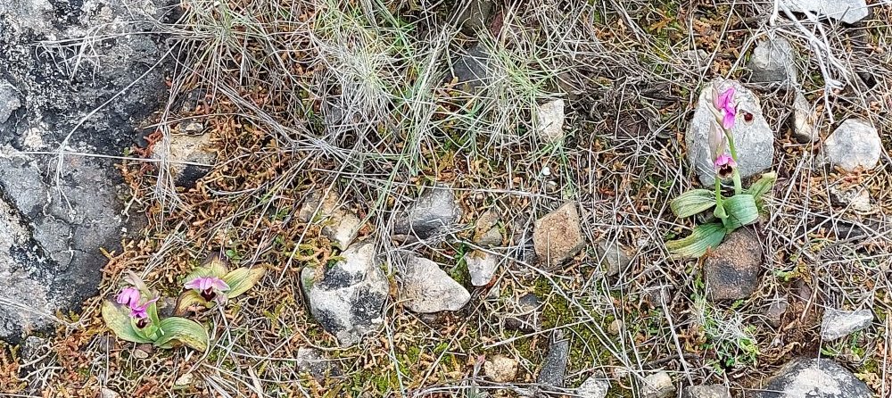 Prime Ophrys a Chios - Egeo orientale - Seconda parte