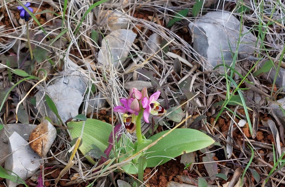Prime Ophrys a Chios - Egeo orientale - Seconda parte