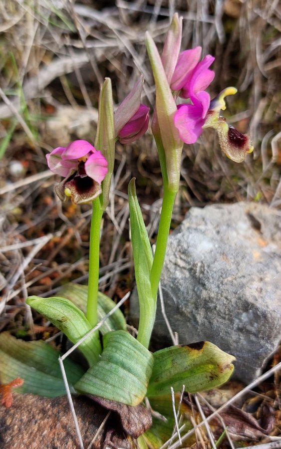 Prime Ophrys a Chios - Egeo orientale - Seconda parte