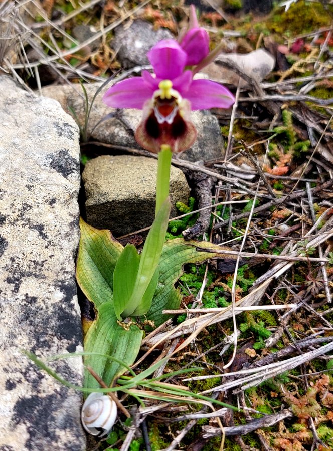 Prime Ophrys a Chios - Egeo orientale - Seconda parte