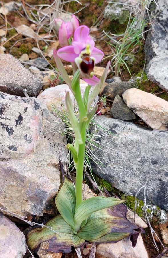 Prime Ophrys a Chios - Egeo orientale - Seconda parte