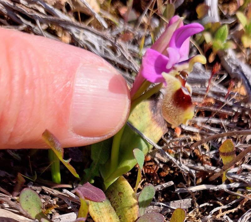 Prime Ophrys a Chios - Egeo orientale - Seconda parte