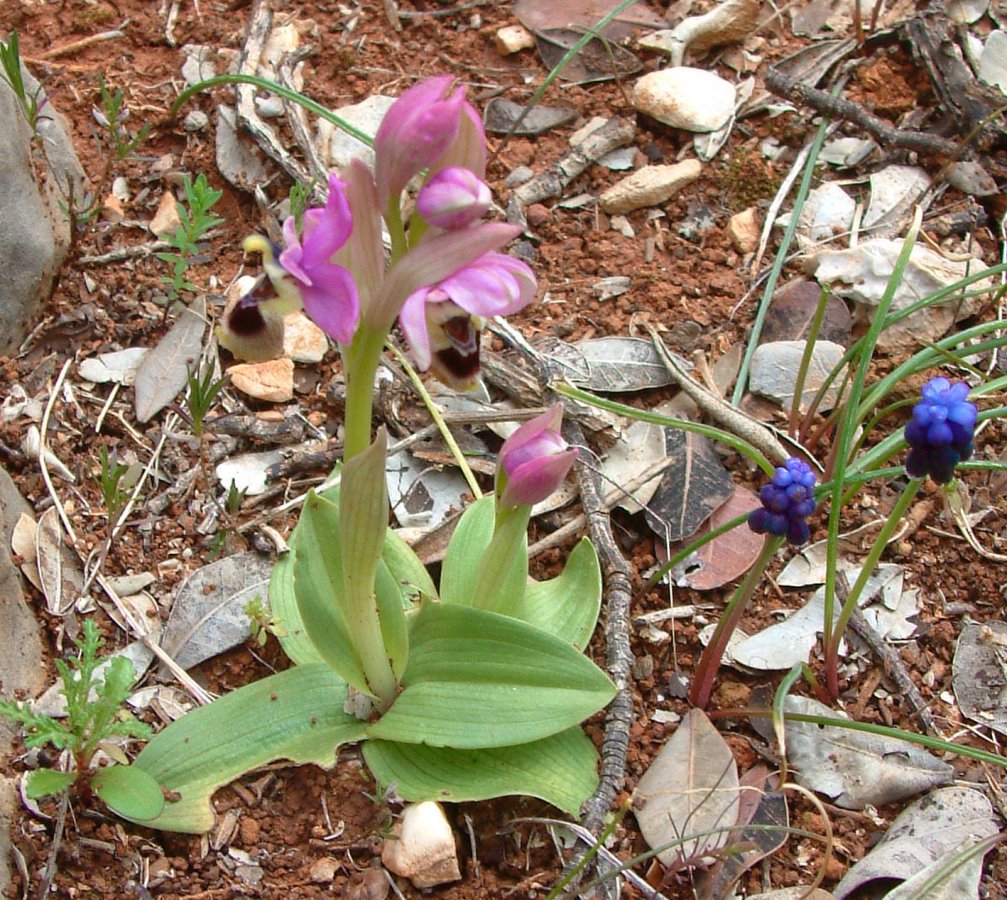 Prime Ophrys a Chios - Egeo orientale - Seconda parte