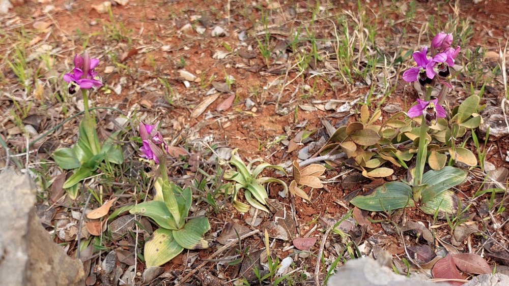 Prime Ophrys a Chios - Egeo orientale - Seconda parte