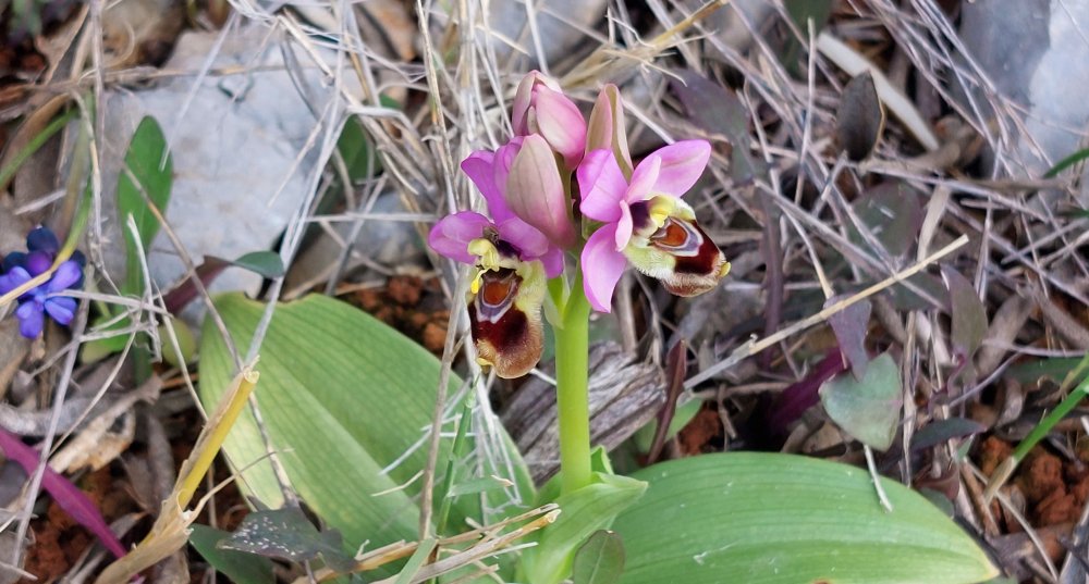 Prime Ophrys a Chios - Egeo orientale - Seconda parte