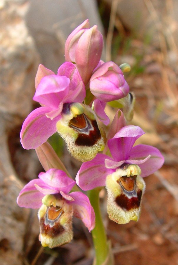 Prime Ophrys a Chios - Egeo orientale - Seconda parte