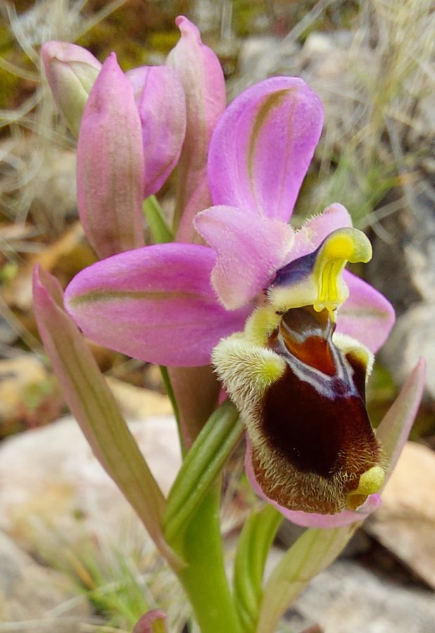Prime Ophrys a Chios - Egeo orientale - Seconda parte