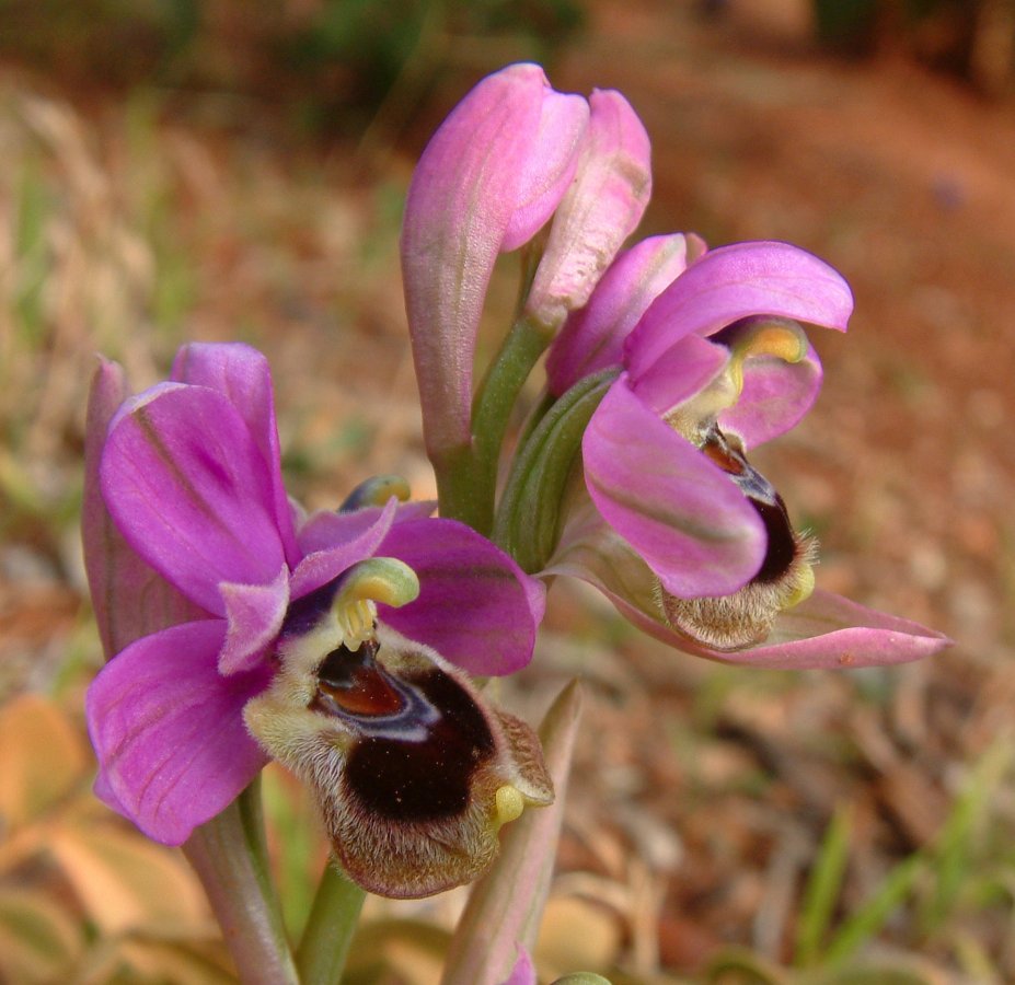 Prime Ophrys a Chios - Egeo orientale - Seconda parte