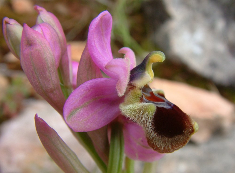 Prime Ophrys a Chios - Egeo orientale - Seconda parte