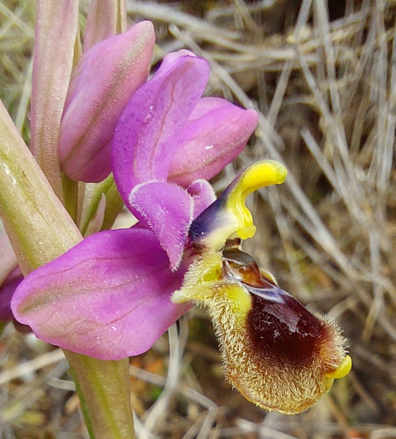 Prime Ophrys a Chios - Egeo orientale - Seconda parte