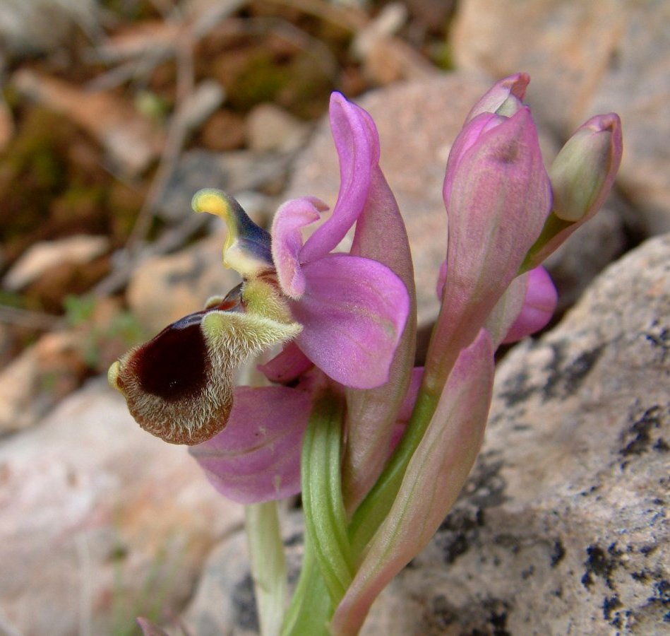Prime Ophrys a Chios - Egeo orientale - Seconda parte