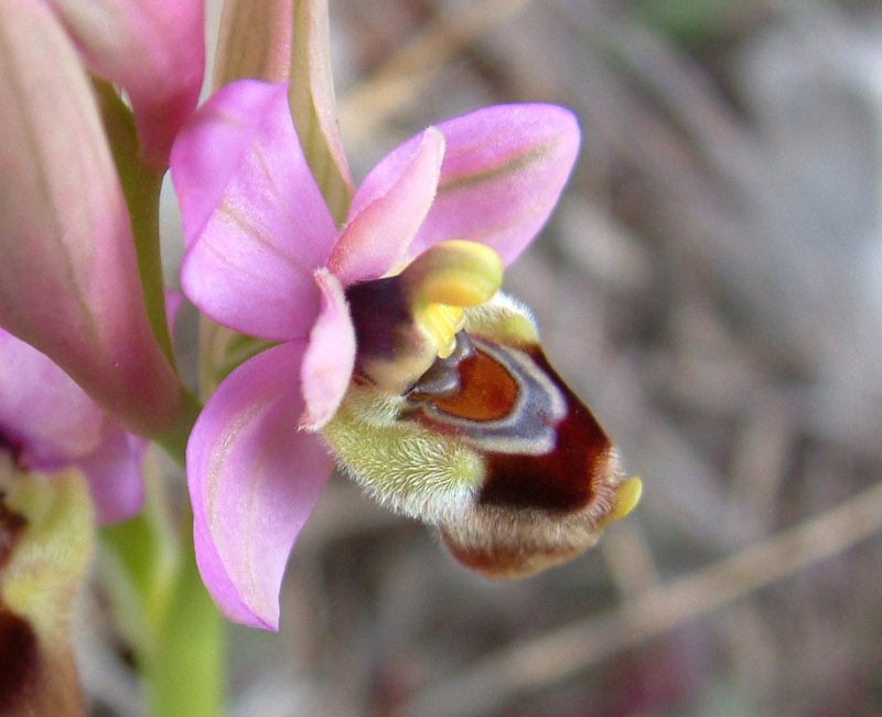 Prime Ophrys a Chios - Egeo orientale - Seconda parte