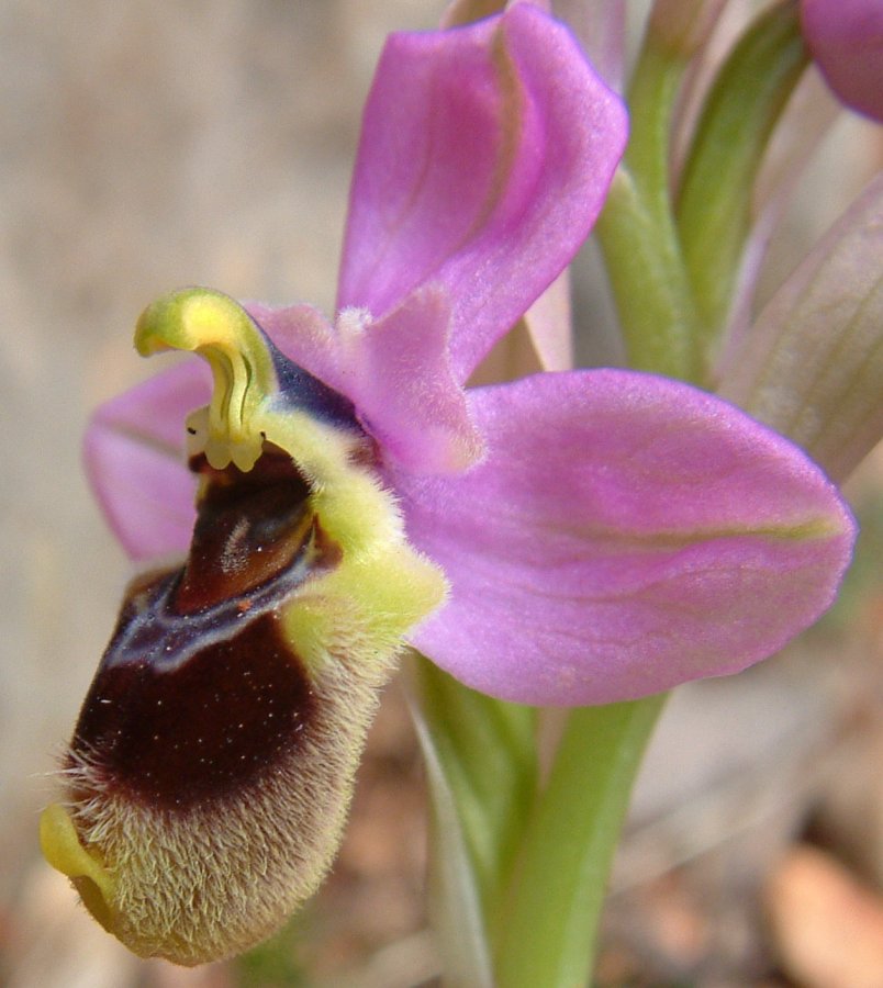 Prime Ophrys a Chios - Egeo orientale - Seconda parte