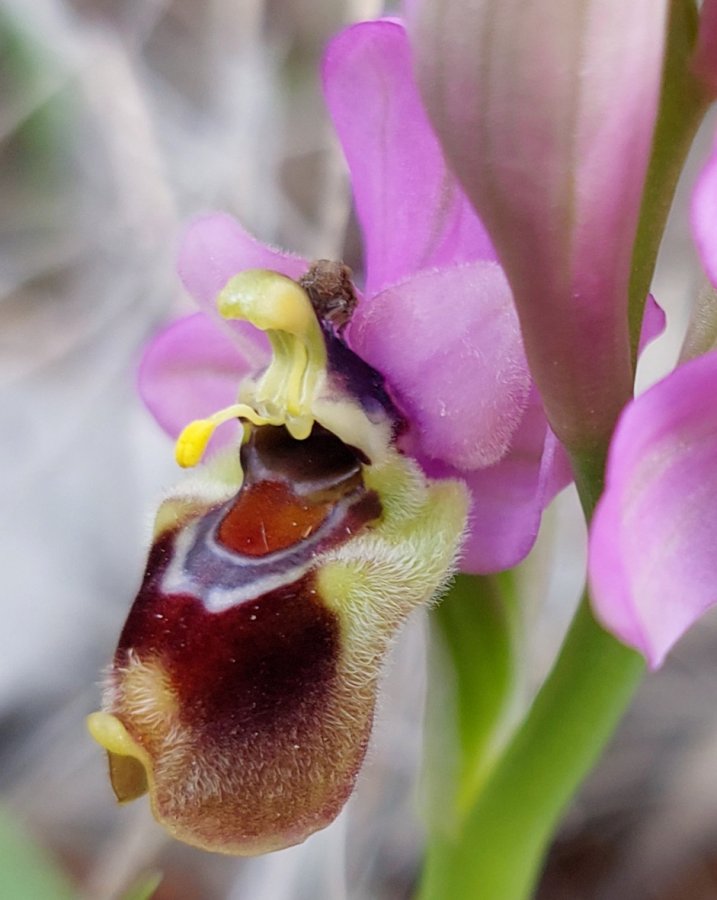 Prime Ophrys a Chios - Egeo orientale - Seconda parte