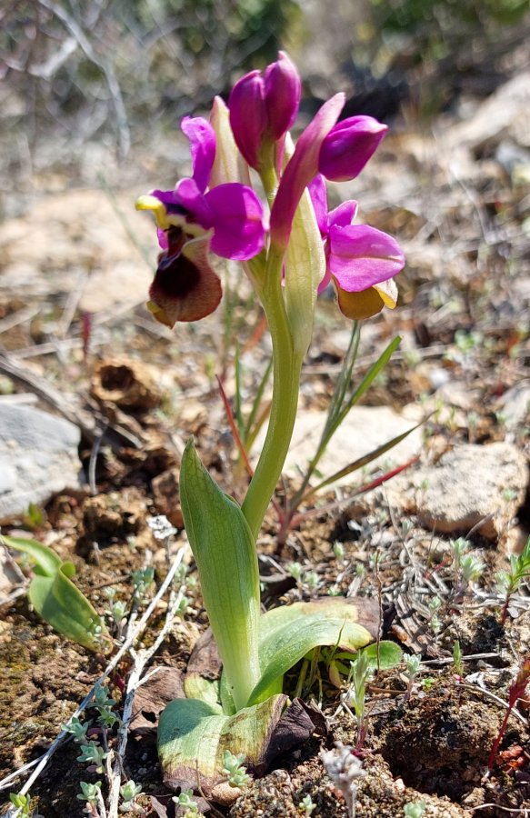 Prime Ophrys a Chios - Egeo orientale - Seconda parte