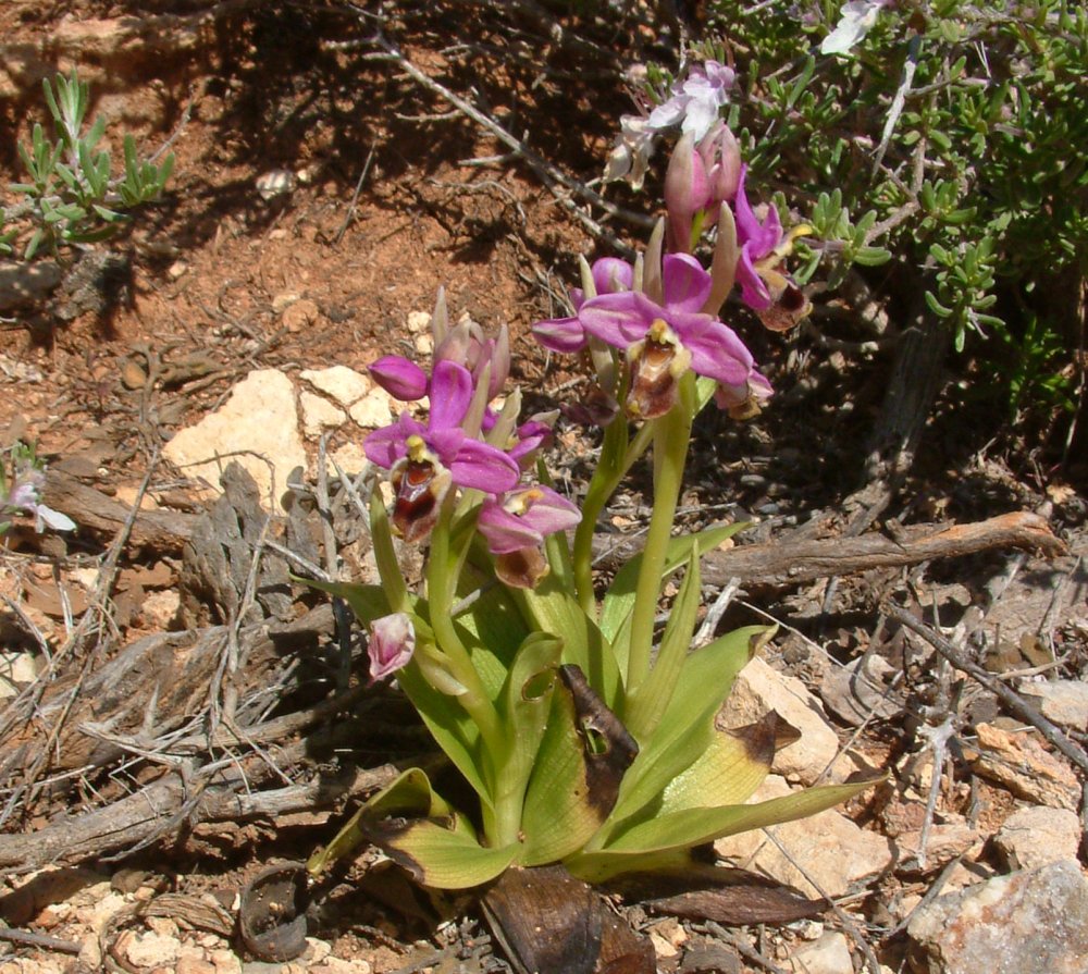 Prime Ophrys a Chios - Egeo orientale - Seconda parte